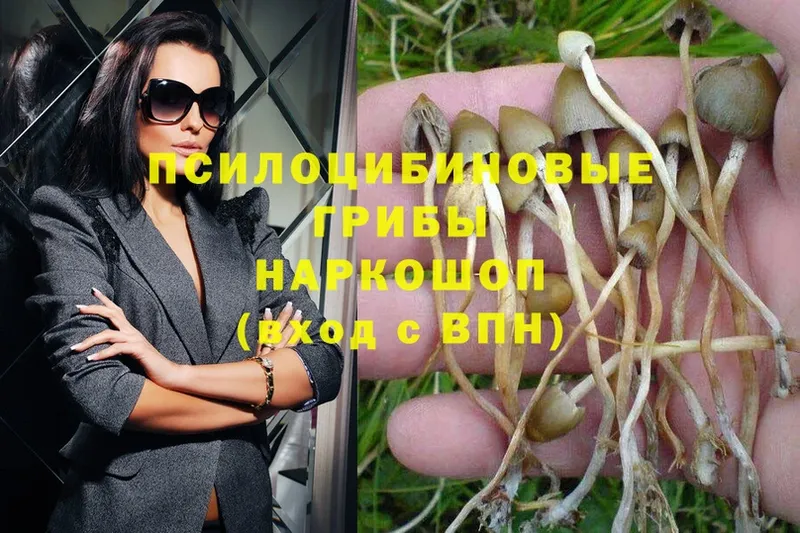 как найти закладки  Горбатов  Галлюциногенные грибы Psilocybine cubensis 